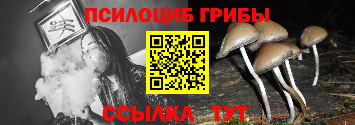 Псилоцибиновые грибы мицелий Нальчик